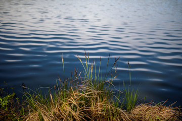 Polska, Warmia, Trawy na tle jeziora © Piotr