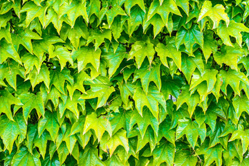 Ivy wall tropical pattern design element