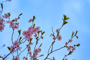 Branch of pink cherry blossoms, against a blue cloudy sky.
