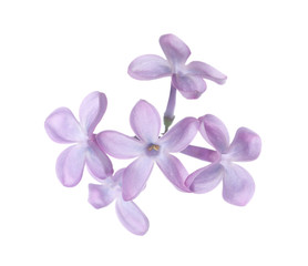Beautiful violet lilac blossom isolated on white