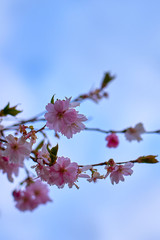 Branch of pink cherry blossoms, against a blue cloudy sky.