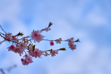 Branch of pink cherry blossoms, against a blue cloudy sky.