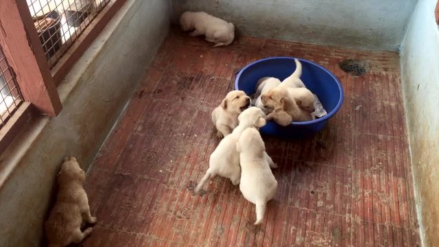 labrador puppies in basket
