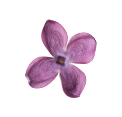 Obraz premium Beautiful purple lilac blossom isolated on white