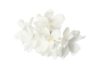 Naklejka na ściany i meble Beautiful fresh lilac blossom isolated on white