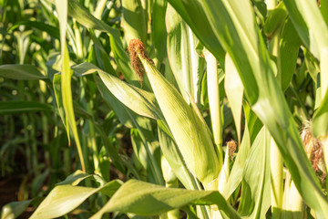 Milho planta&ccedil;&atilde;o