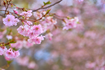 Branch of pink apple blossoms with blurred background bokeh. Copy space.