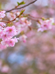 Branch of pink apple blossoms with blurred background bokeh. Copy space.