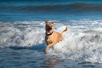 happy dog surfing