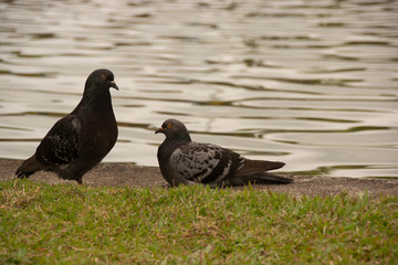 Pombos no parque próximos ao lago
