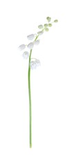 Fototapeta na wymiar Beautiful lily of the valley isolated on white