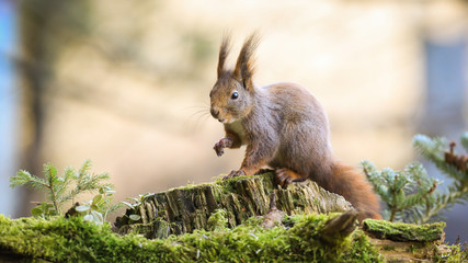 Surprised red squirrel, sciurus vulgaris, stretching hand forward in forest with little spruce tree. Interested fluffy mammal with orange fur on a tree stump with copy space,