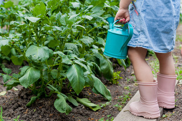 A little cute baby girl 3-4 years old in a denim dress watering the plants from a watering can in the garden. Kids having fun gardening  on a bright sunny day. Outdoor activity children