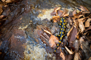 Dark fire salamander, salamandra salamandra, with yellow spots crawling on leafs near water in...