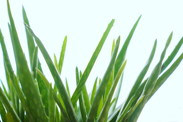 Aloe vera is tropical green plants tolerate hot weather. A close up of green leaves, aloe vera. Aloe vera is a very useful herbal medicine for skin care and hair care that can be used as treatment.