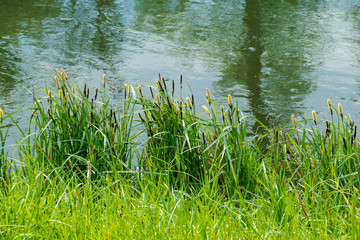 Altrhein, Rhein Aue Fluß Landschaft bei Iffezheim