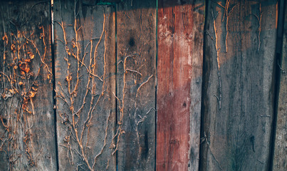 old wood background. Old wooden background. Background. 