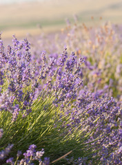 Blooming lavender in the sunset close-up. Beautiful lavender flower field. Lavandula angustifolia, blooming violet fragrant lavender flowers. Perfume ingredient, honey plant