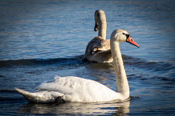 Łabędzie płynące po rzece © Tomasz
