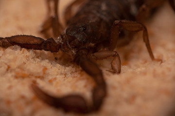 escorpión