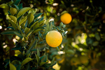 laranja no pé