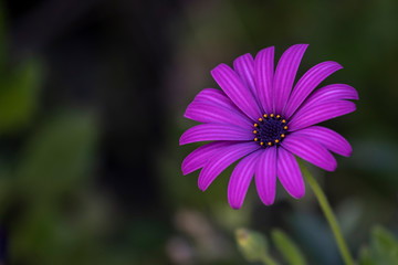 Violet single flower with blurred background