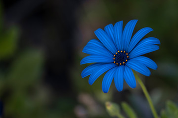 Blue and yellow beautiful flower with blurred background