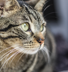 detail of european cat look