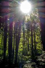 Sonnenstrahlen durchdringen dunklen Wald