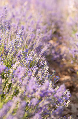 Blooming lavender (Lavandula angustifolia) close-up. Beautiful lavender flower field. Lavandula angustifolia, blooming violet fragrant lavender flowers. Perfume ingredient, honey plant