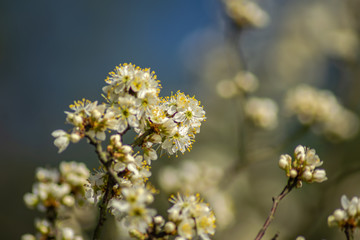 Białe kwiaty na drzewie © Tomasz