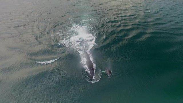 Humpback Whale Watching off Isla Conadora, Las Perlas Panama Aerial View