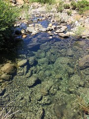 river in the forest