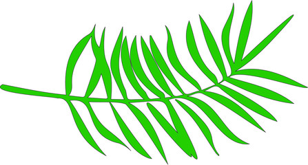 Isolated palm leaf on white background