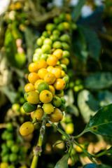 Green and Yellow Fruits of Organic Coffee On Branches in Coroico, La Paz / Bolivia