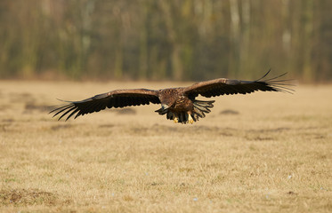 White-tailed eagle (Haliaeetus albicilla)