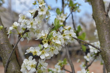 Blooming tree