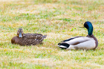 Mallards (Anas platyrhynchos) make  themselves comfortable on the lawn and enjoy their togetherness and are happy together