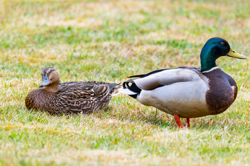 Mallards (Anas platyrhynchos) make  themselves comfortable on the lawn and enjoy their togetherness and are happy together