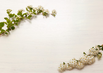 Spring flowers with white background