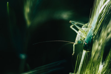 Sauterelle verte posée sur une herbe dans un champ
