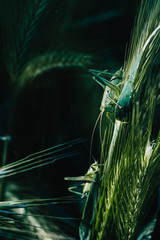Sauterelle verte posée sur une herbe dans un champ