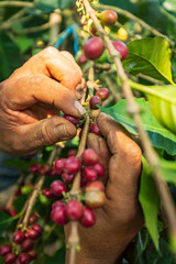 Brown Hands Showing the Red Fruits of Organic Coffee On Branches in Coroico, La Paz / Bolivia
