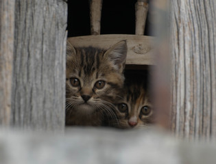 hidden cats