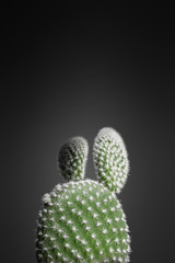 Bunny ears cactus in creative photography isolated on dark background | shadow and light studio | indoor plant care and growing | caring for houseplants hobby | dramatic and dreamlike