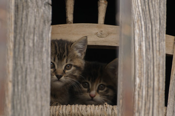 hidden cats
