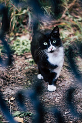 Jeune chat noir et blanc dans le jardin