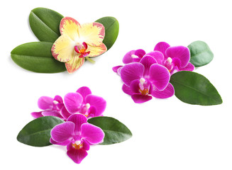 Set of beautiful orchid flowers with leaves on white background