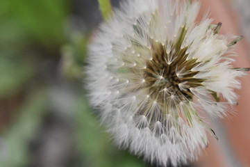 dandelion