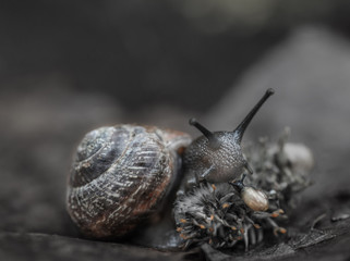 Macrophotography. Big snail and baby snail close up in the forest.